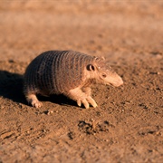 Chacoan Naked-Tailed Armadillo