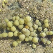 Neptune's Necklace (Hormosira / Hormosira Banksii)