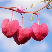 Tell Someone You Love Them Each Day