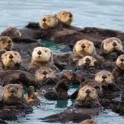 A Family of Otters