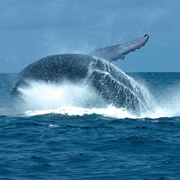 Mayumba National Park, Gabon