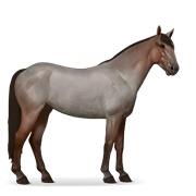 Mustang - Roan