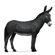 Donkey - Black