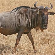 Gnu