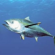 Bigeye Tuna (Aka: Gorilla, Patudo)