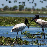 Crooked Tree Wildlife Sanctuary, Belize