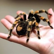 Arachnophobia - Fear of Spiders
