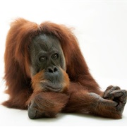 Work With Orangutans