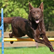 Australian Kelpie