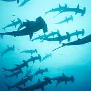 Swim With Sharks