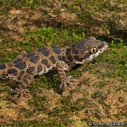 Jeypore Ground Gecko