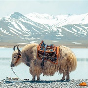 Ride a Yak in Tibet