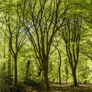 Selborne Common