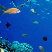 Scuba Diving in Perth