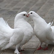 Two Turtle Doves - 2nd Day of Christmas Gifts