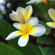 Frangipani/Plumeria