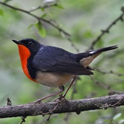 Firethroat