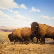 Belovezhskaya Pushcha, Belarus