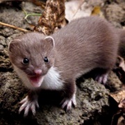 Weasel