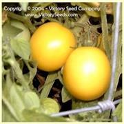 Gold Ball, Livingston's