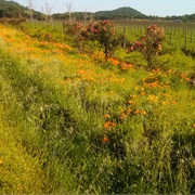 Silverado Trail, California