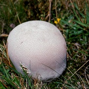 Mosaic Puffball (Handkea Utriformis)