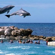 Dolphin Cove, Ocho Rios, Jamaica
