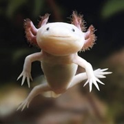 Axolotl