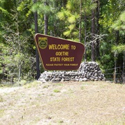 Goethe State Forest, Florida
