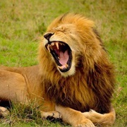 Take the Lion's Share