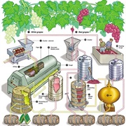 Make Wine