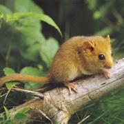 Dormouse