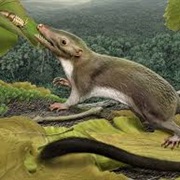 The Dawn of the Mammals