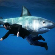 Shark Attack!