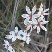 Milkmaids (Burchardia Umbellata)