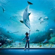 Visit an Aquarium