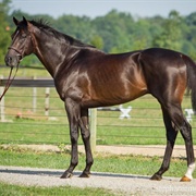 English Thoroughbred