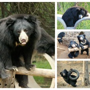 Agra Bear Rescue, India