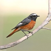 Common Redstart