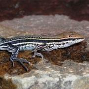 Contomastix Vittata (Possibly Exintct)