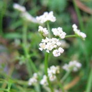 Milk-Parsley (Peucedanum Palustre)