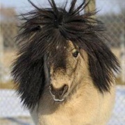 Shetland Pony