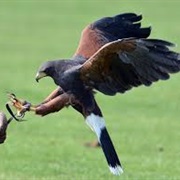 Falconry