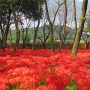Kinchakuda Fields, Hidaka