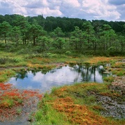 Nigula Nature Reserve, Estonia