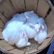 Where Does the Easter Bunny Live?