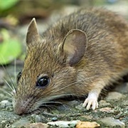 Wood Mouse