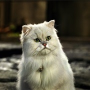 Snowbell