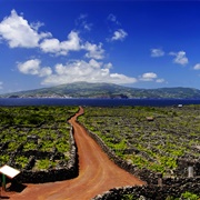 Vineyards of Pico, Azores
