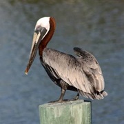 Brown Pelican